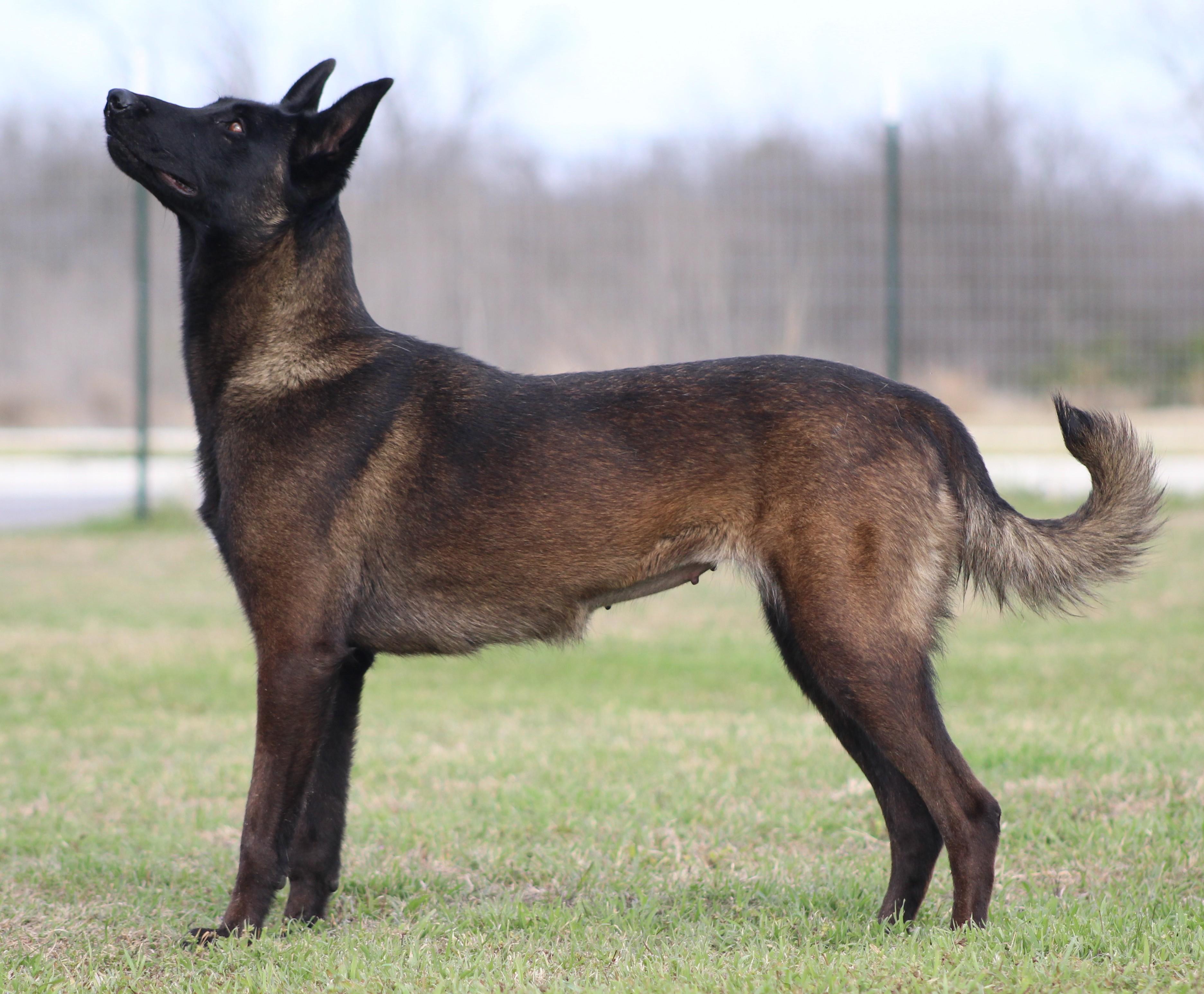 Enlarge Lola, an adopted Belgian Shepherd / Malinois in Temple, TX image 5/6
