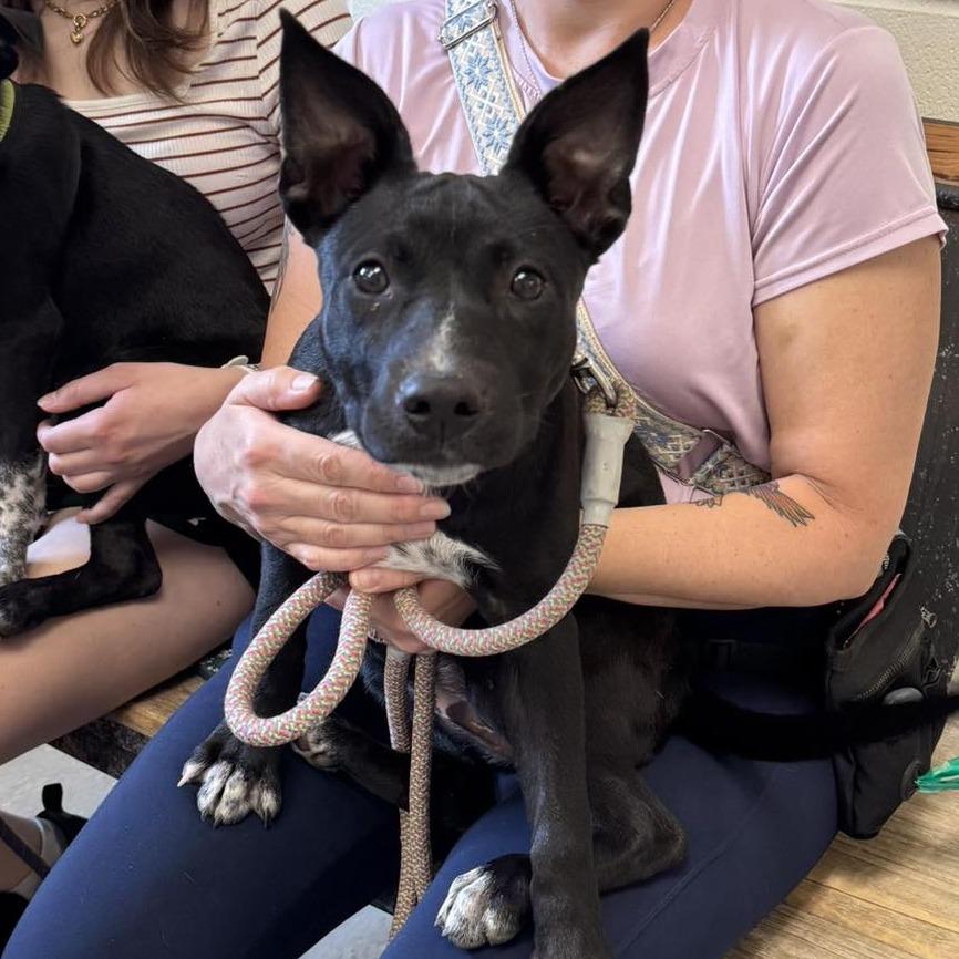 Socks 26-05-025, Adoptable, Puppy Female Australian Cattle Dog / Blue Heeler & Labrador Retriever.