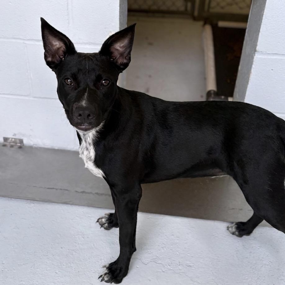 Socks 26-05-025, a Adoptable mixed breed in Bastrop, TX image 2/6