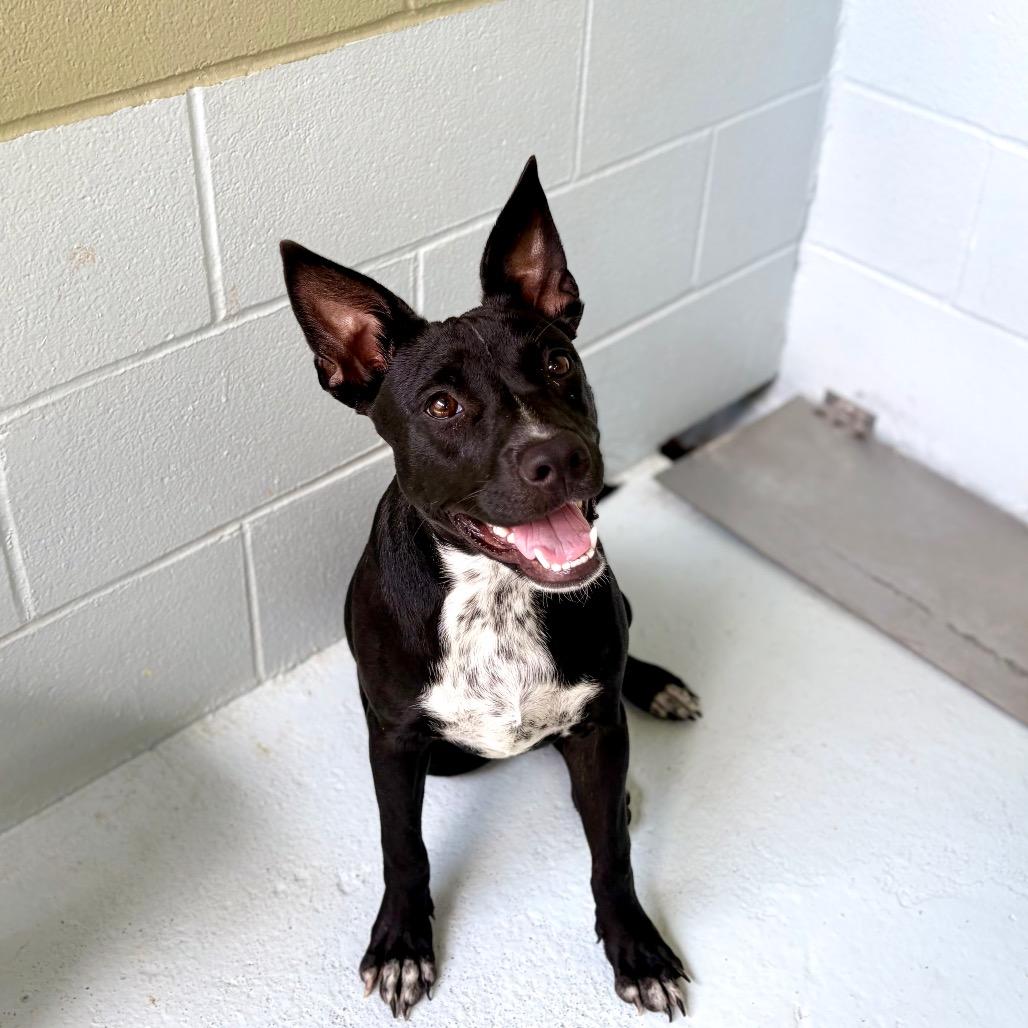 Socks 26-05-025, a Adoptable mixed breed in Bastrop, TX image 3/6