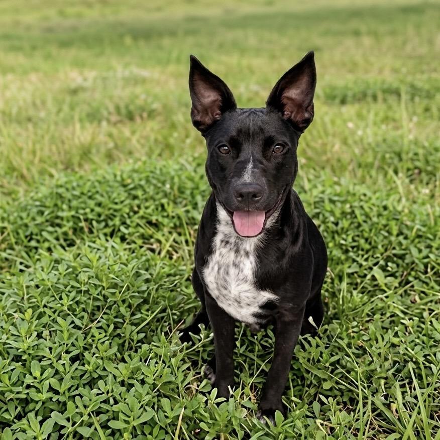 Socks 26-05-025, a Adoptable mixed breed in Bastrop, TX image 4/6