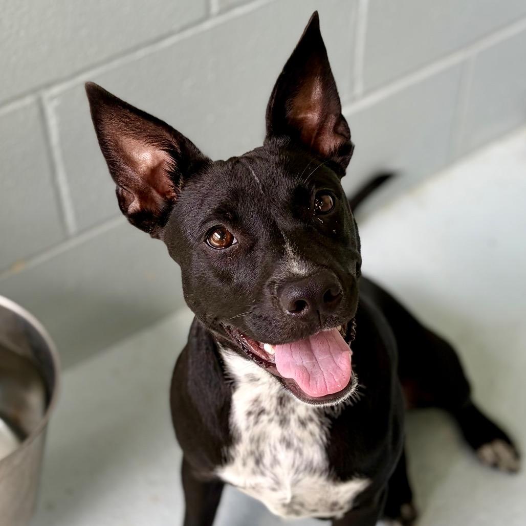 Socks 26-05-025, a Adoptable mixed breed in Bastrop, TX image 6/6
