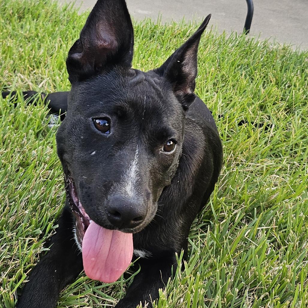 Enlarge Socks 26-05-025, a Adoptable mixed breed in Bastrop, TX image 4/4