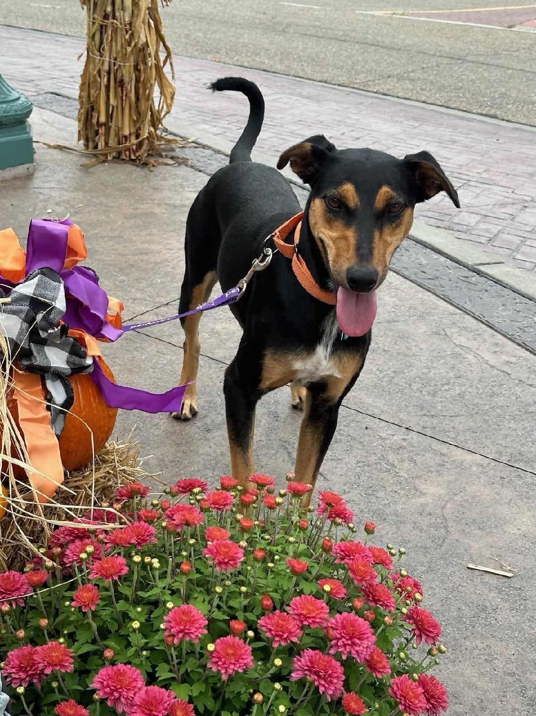 Lilly- available, Adult Female Doberman Pinscher