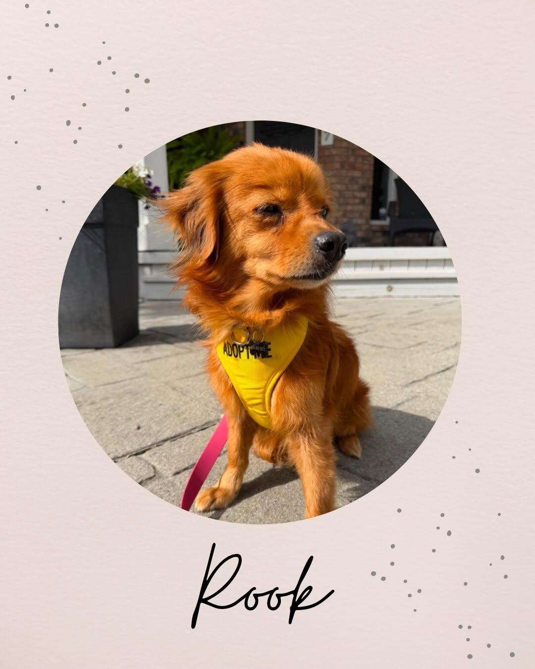ROOK, a ADOPTABLE mixed breed in Coquitlam, BC image 1/6