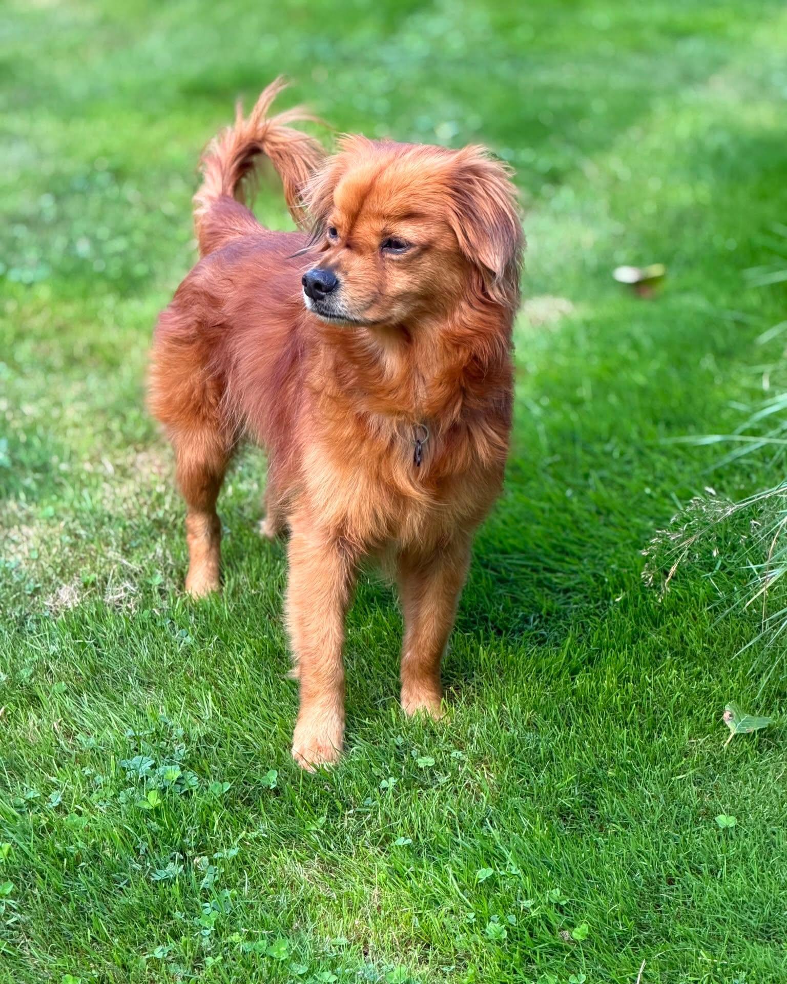 ROOK, a ADOPTABLE mixed breed in Coquitlam, BC image 3/6
