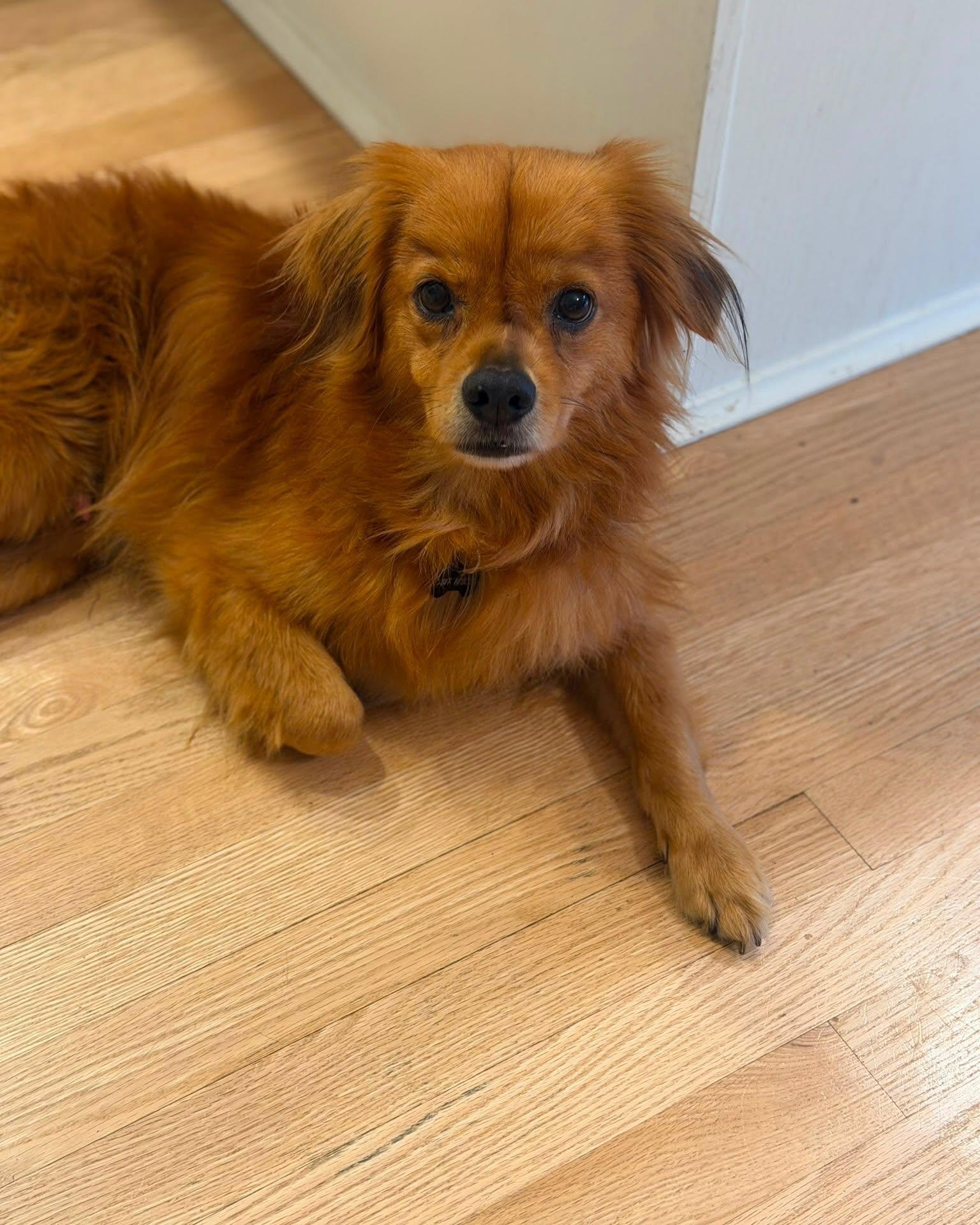 ROOK, a ADOPTABLE mixed breed in Coquitlam, BC image 5/6