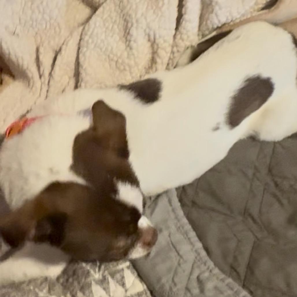 Cheryl, Adoptable, Adult Female Chihuahua.