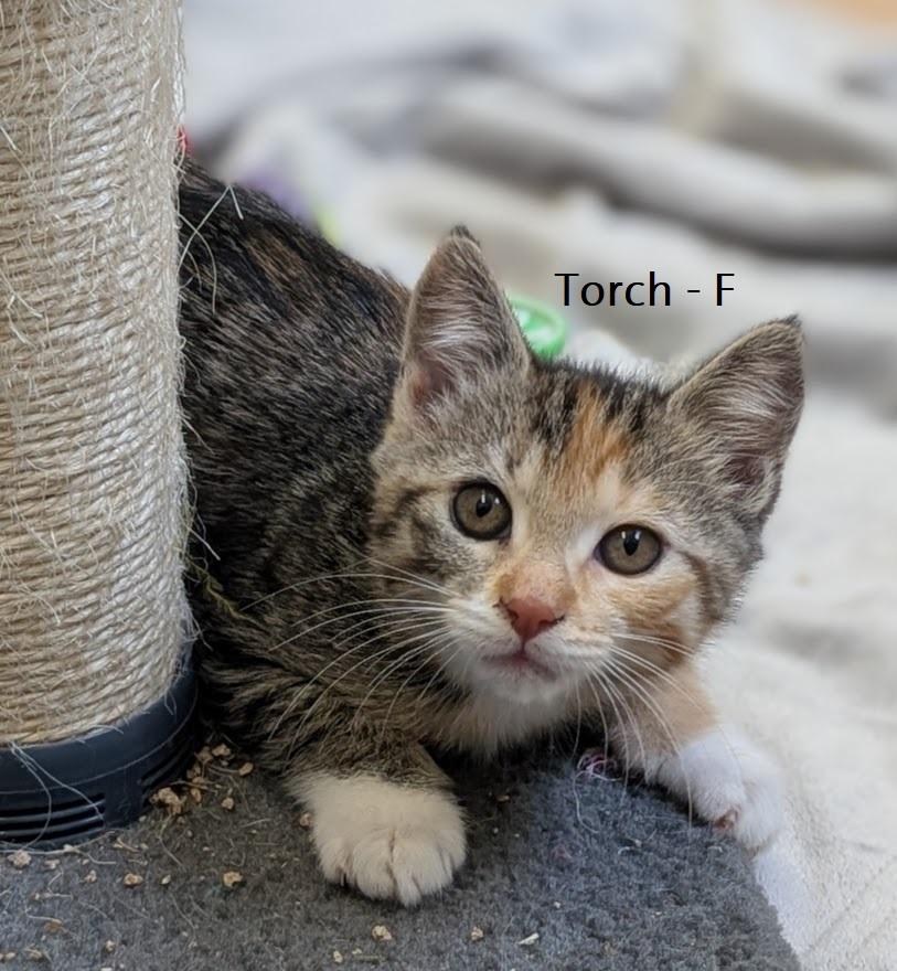 Enlarge Kittens PLEASE READ BIO, a ADOPTABLE Domestic Short Hair in Coquitlam, BC image 3/4
