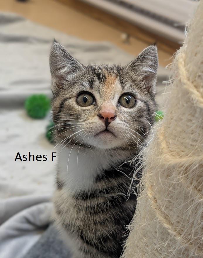 Enlarge Kittens PLEASE READ BIO, a ADOPTABLE Domestic Short Hair in Coquitlam, BC image 2/4