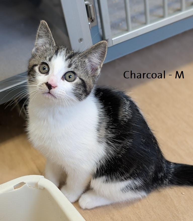 Enlarge Kittens PLEASE READ BIO, a ADOPTABLE Domestic Short Hair in Coquitlam, BC image 4/4