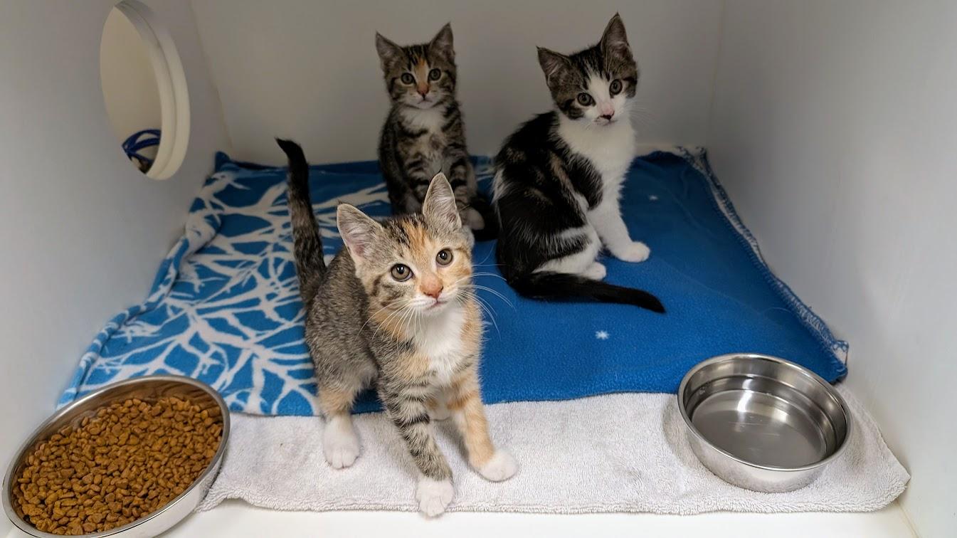 Kittens PLEASE READ BIO, ADOPTABLE, Kitten Female Domestic Short Hair.