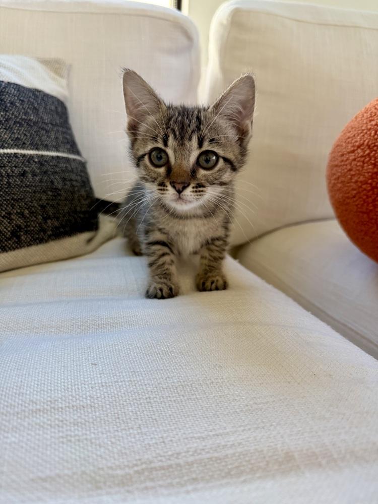 Matcha (CL-A), Adoptable, Kitten Female Domestic Short Hair.