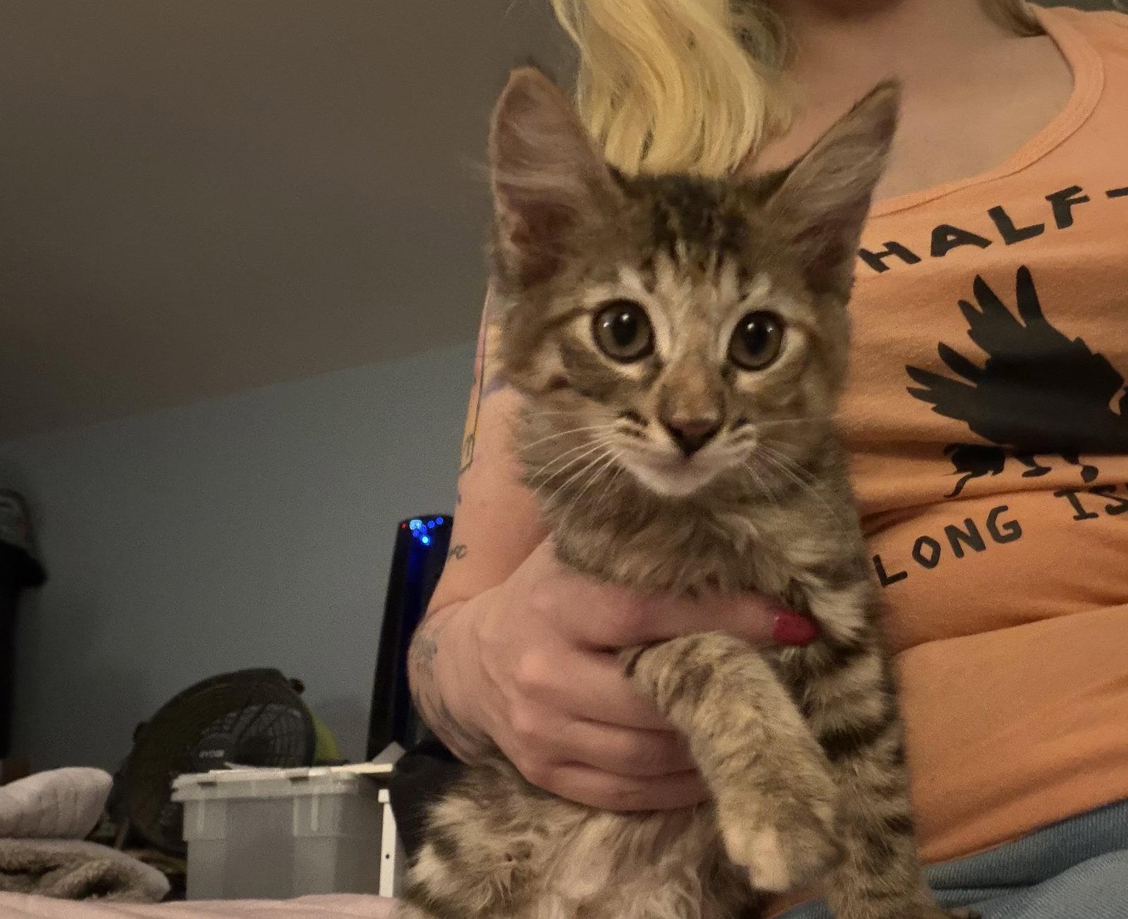 Pochita, Adoptable, Young Female Domestic Medium Hair & Maine Coon.