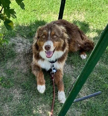 Rusty, Adoptable, Young Male Australian Shepherd.