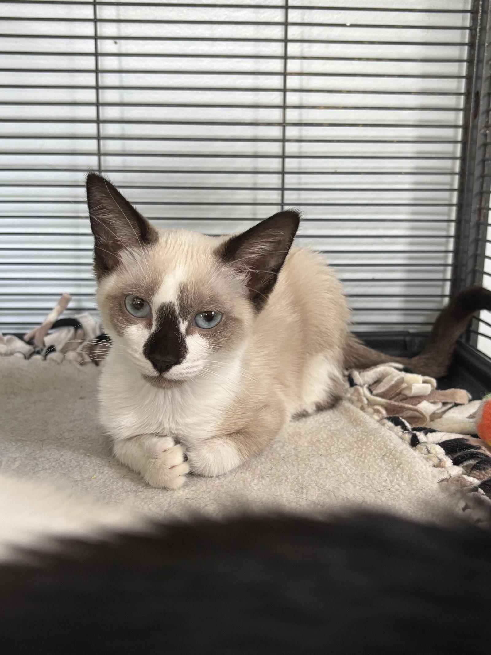Julie (Mod Squad), Adopted, Young Female Snowshoe.