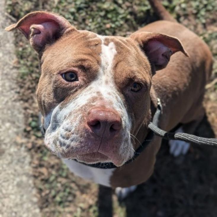 Gloria, Adoptable, Adult Female Pit Bull Terrier & Mixed Breed.