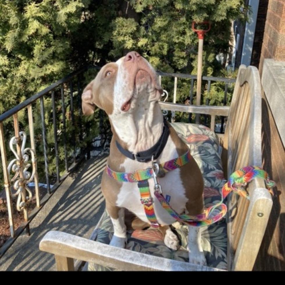 Enlarge Gloria, a Adoptable mixed breed in Oak Park, IL image 2/6