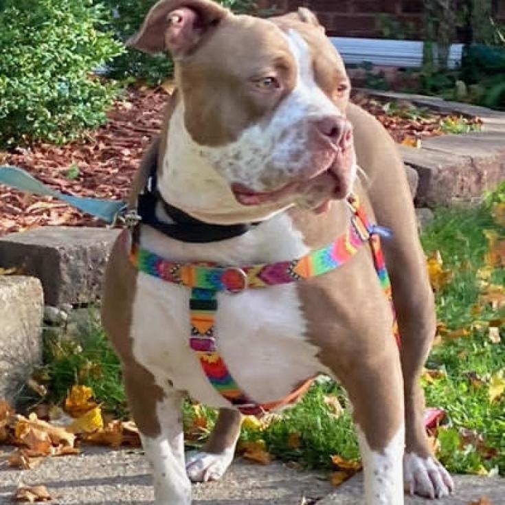 Enlarge Gloria, a Adoptable mixed breed in Oak Park, IL image 3/6