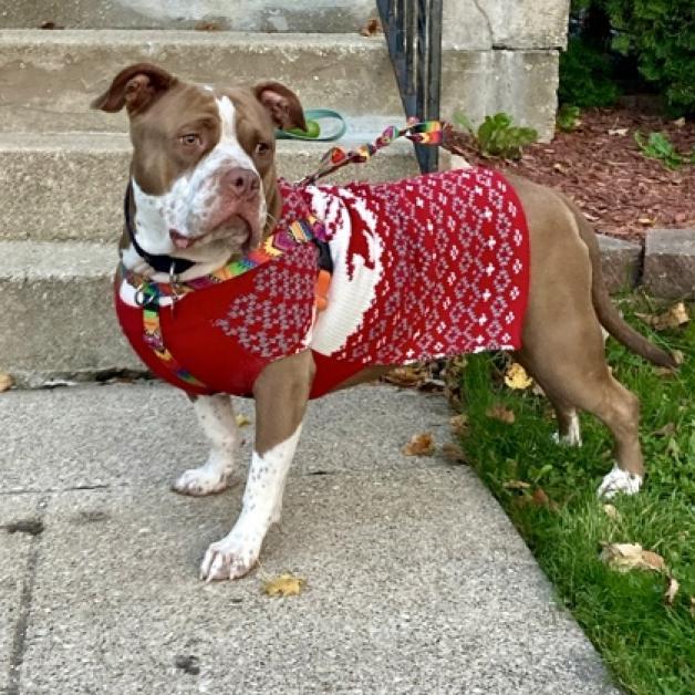 Enlarge Gloria, a Adoptable mixed breed in Oak Park, IL image 4/6