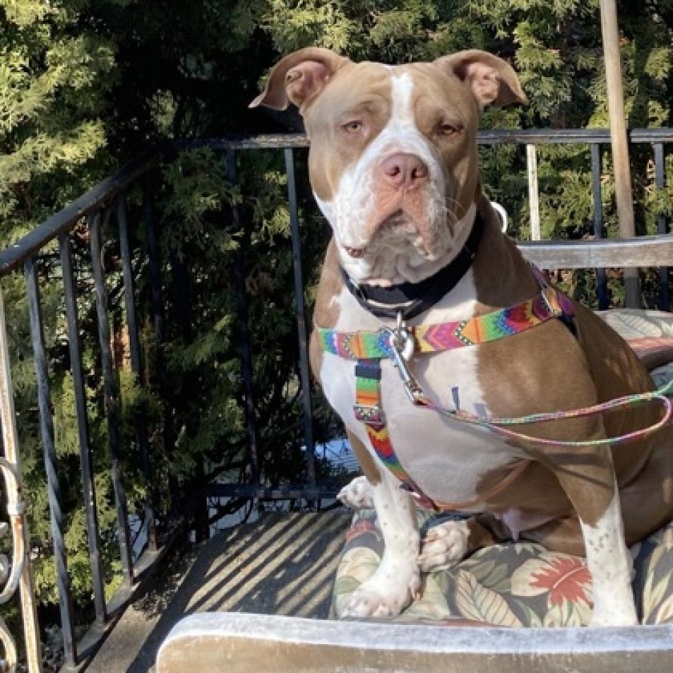 Enlarge Gloria, a Adoptable mixed breed in Oak Park, IL image 5/6
