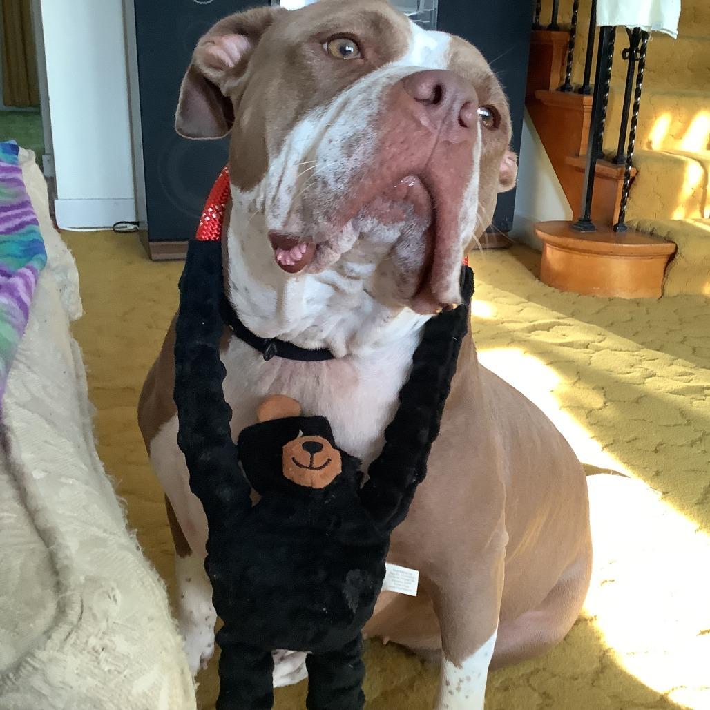 Enlarge Gloria, a Adoptable mixed breed in Oak Park, IL image 6/6