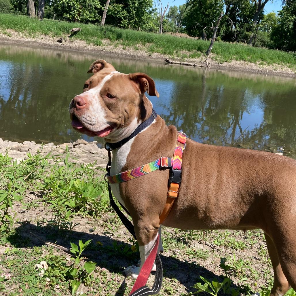 Gloria, a Adoptable mixed breed in Oak Park, IL image 6/6