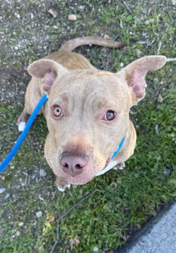 Potato, Adoptable, Young Female Pit Bull Terrier.