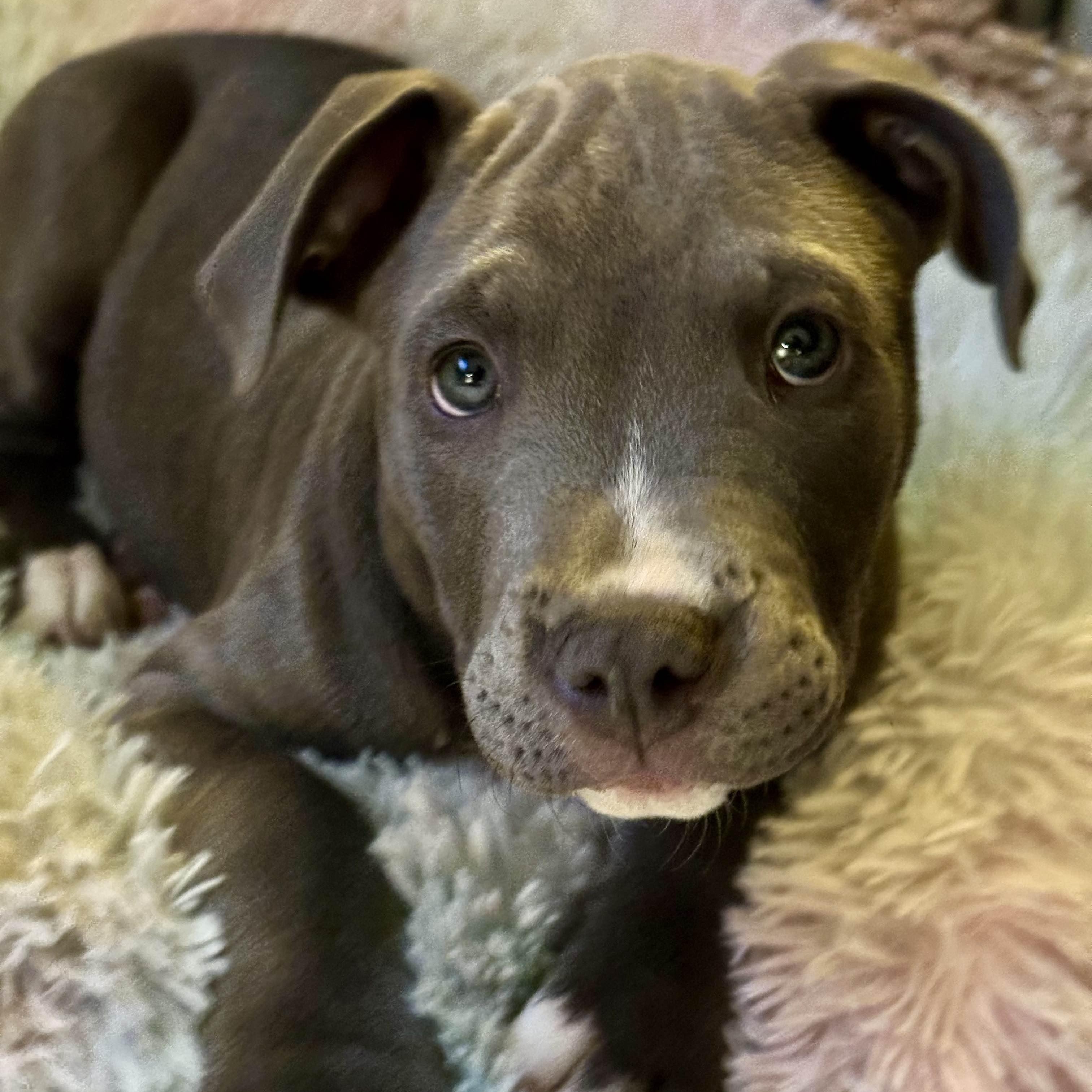 Enlarge Theodore (Teddy), a ADOPTABLE Pit Bull Terrier in Westchester, IL image 1/5