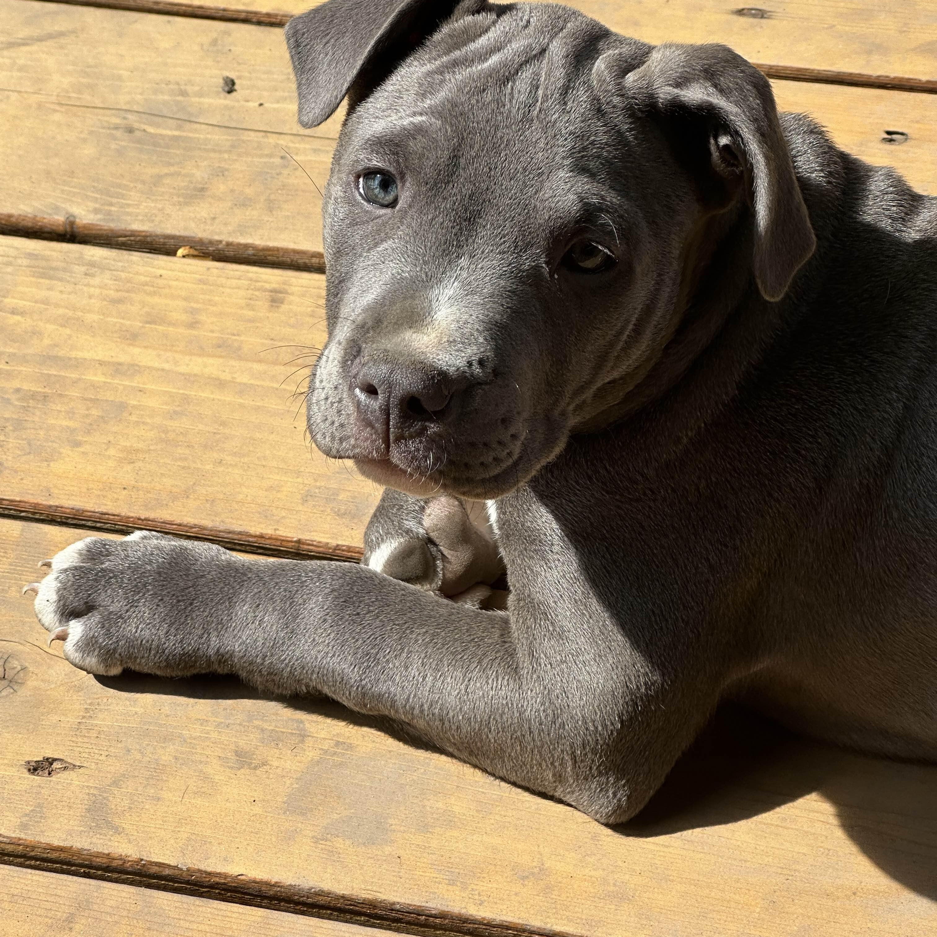 Enlarge Theodore (Teddy), a ADOPTABLE Pit Bull Terrier in Westchester, IL image 2/5