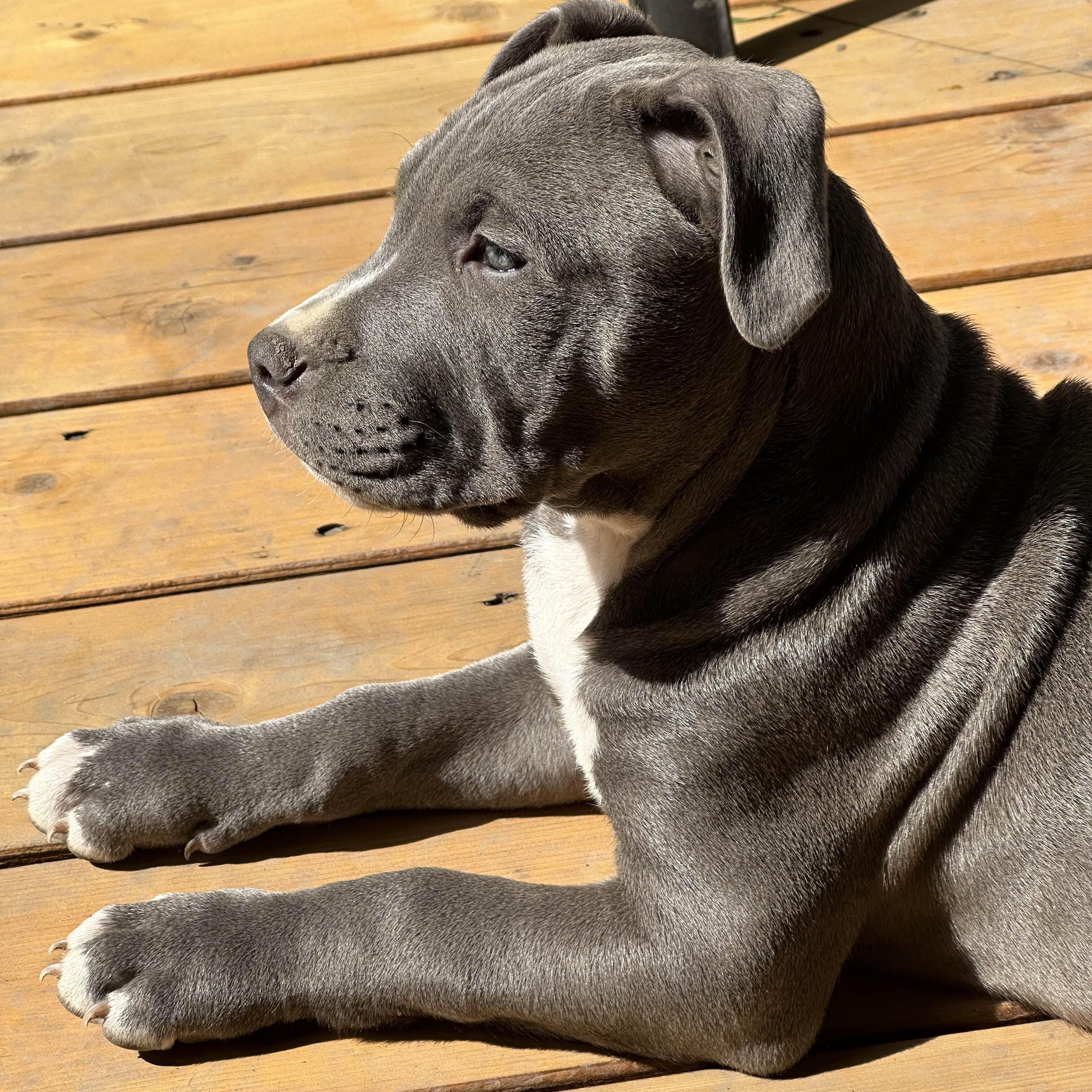 Enlarge Theodore (Teddy), a ADOPTABLE Pit Bull Terrier in Westchester, IL image 4/5