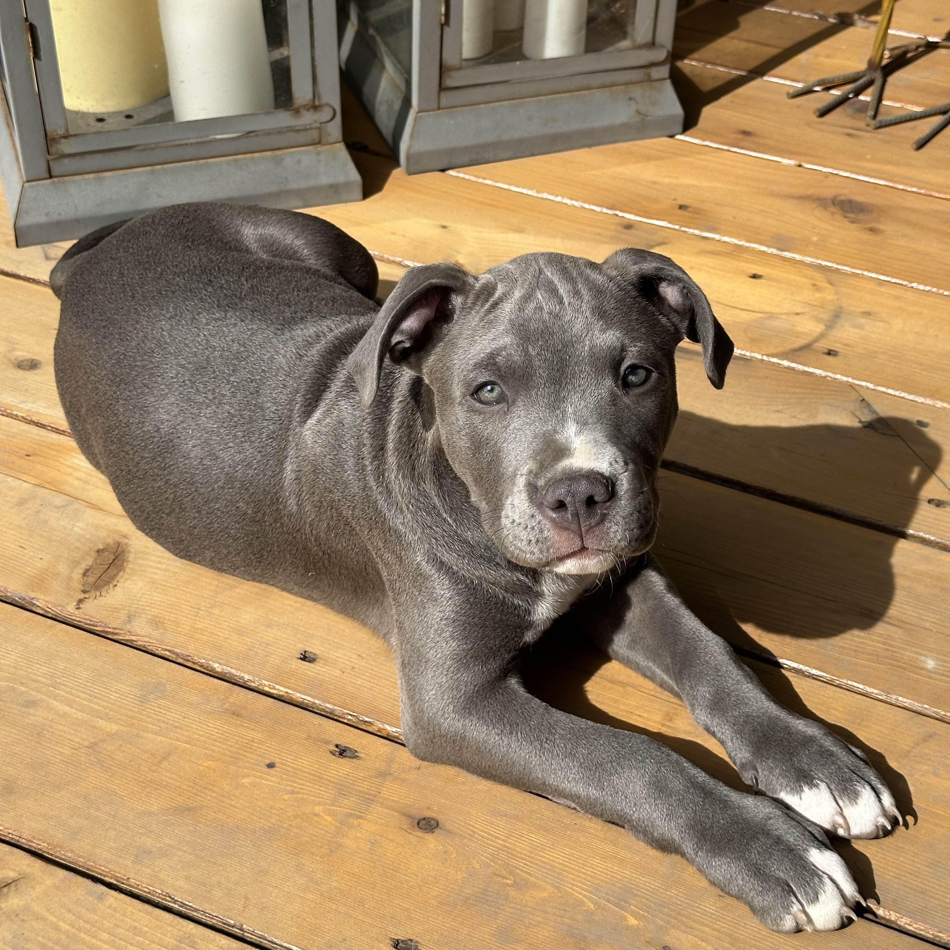 Enlarge Theodore (Teddy), a ADOPTABLE Pit Bull Terrier in Westchester, IL image 5/5