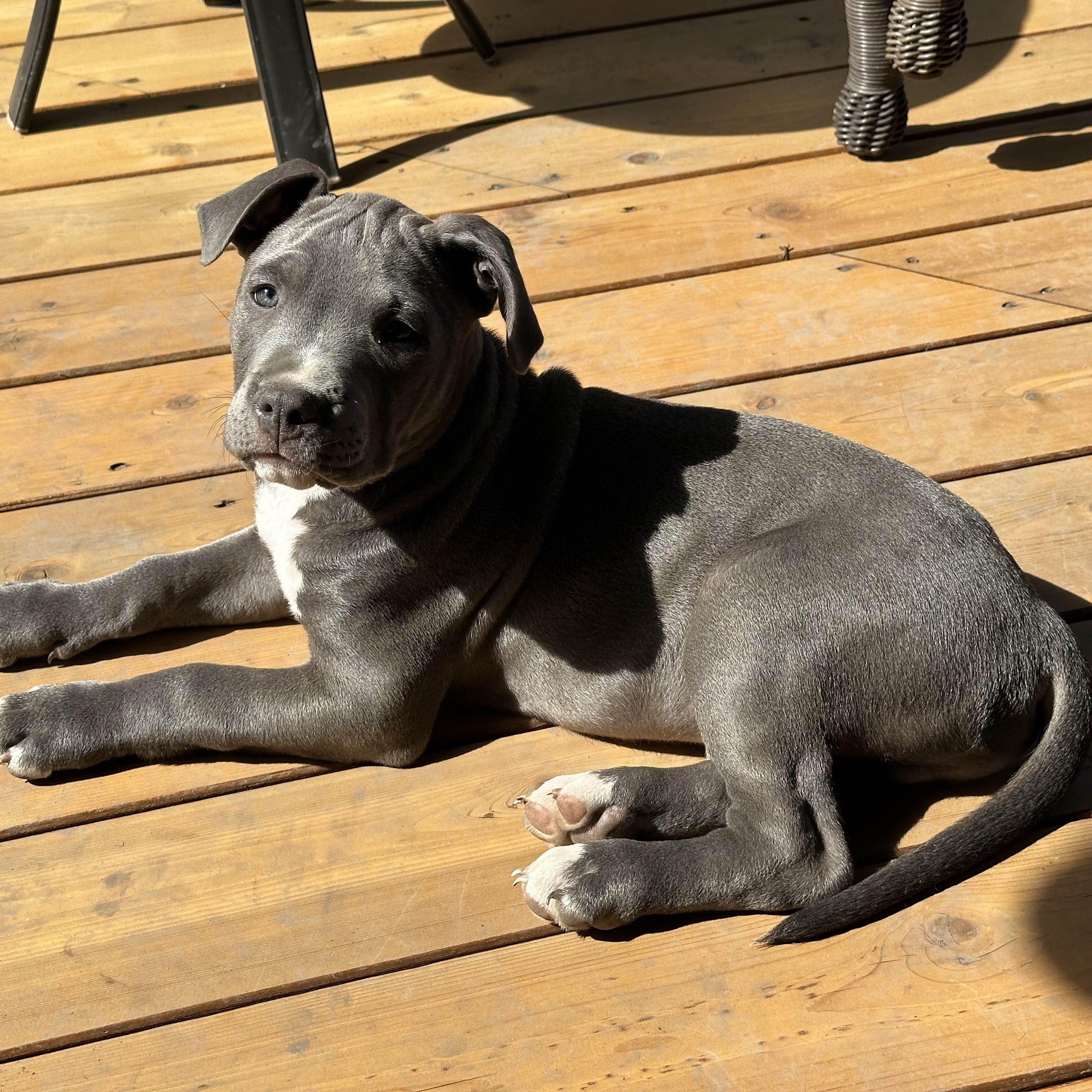 Enlarge Theodore (Teddy), a ADOPTABLE Pit Bull Terrier in Westchester, IL image 3/5