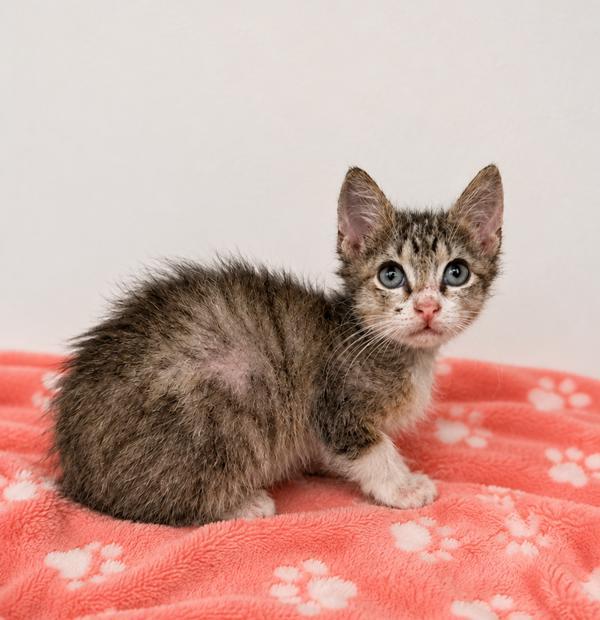 Buttercup, a Adoptable Domestic Short Hair in Lafayette, LA image 1/2