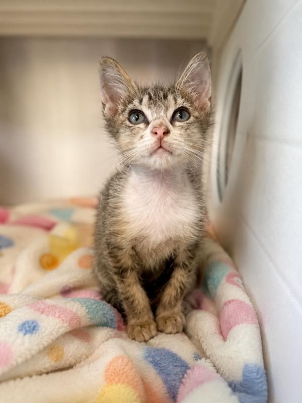Buttercup, a Adoptable Domestic Short Hair in Lafayette, LA image 2/2