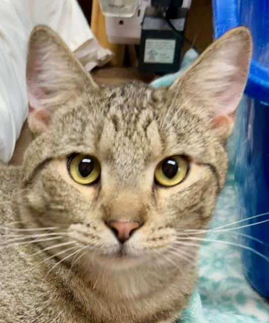 NASH, an adoptable Domestic Short Hair in Lake Ozark, MO image 2/3