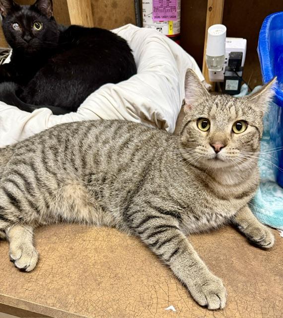 NASH, adoptable, Young Male Domestic Short Hair.