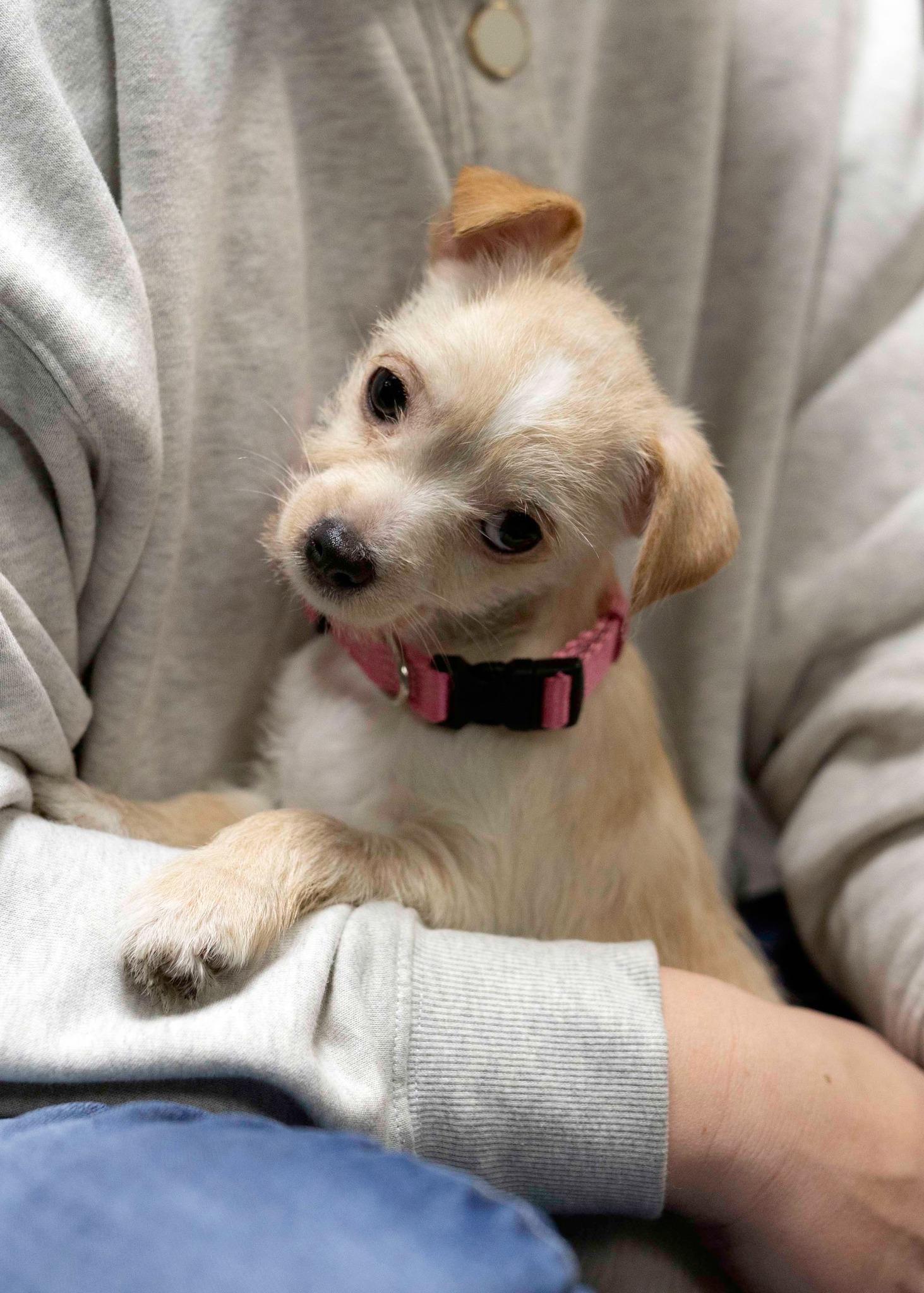 Omega, Adopted, Young Female Chihuahua & Border Terrier.