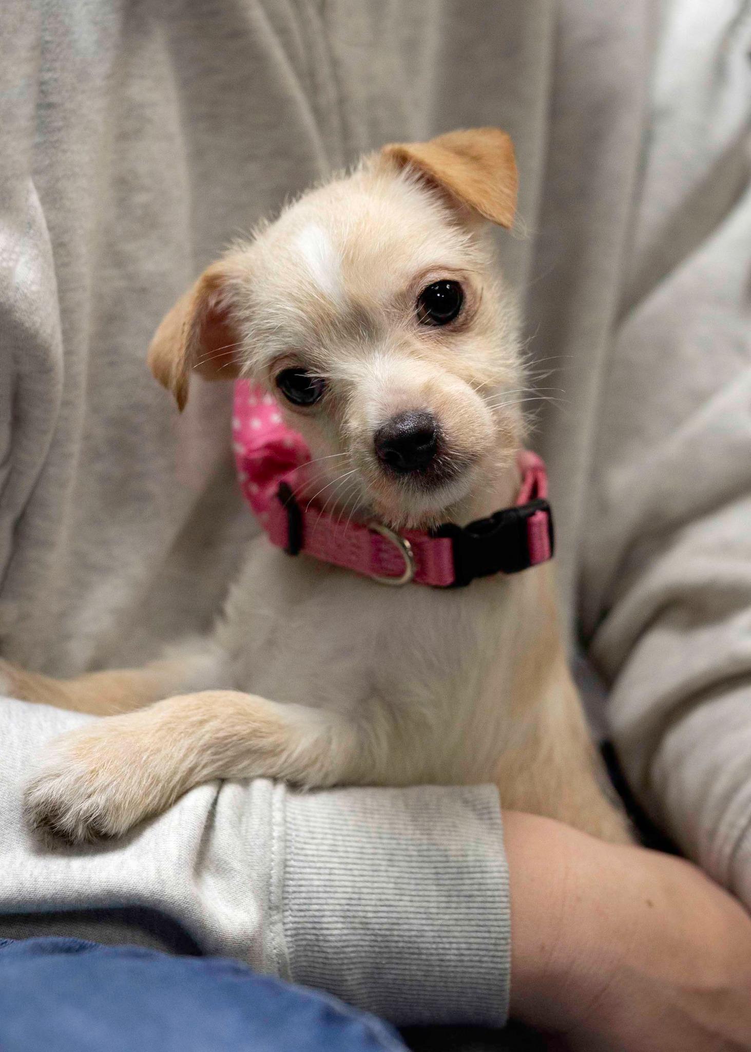 Omega, a Adopted mixed breed in West Richland, WA image 2/3