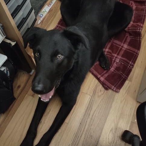 Enlarge Bruce Wayne, a ADOPTABLE mixed breed in San Francisco, CA image 4/5