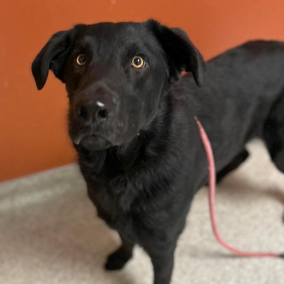 Enlarge Bruce Wayne, a ADOPTABLE mixed breed in San Francisco, CA image 3/5