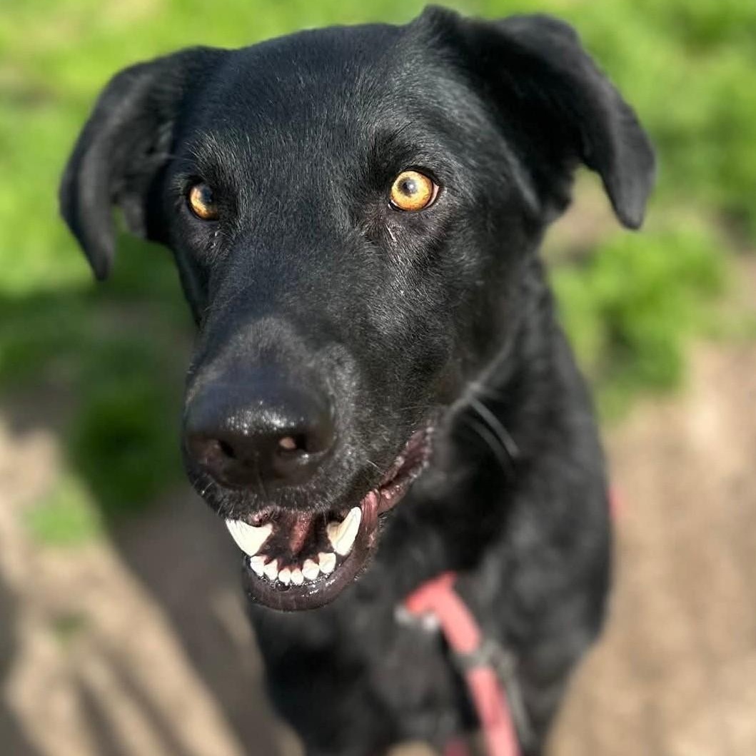 Enlarge Bruce Wayne, a ADOPTABLE mixed breed in San Francisco, CA image 1/5