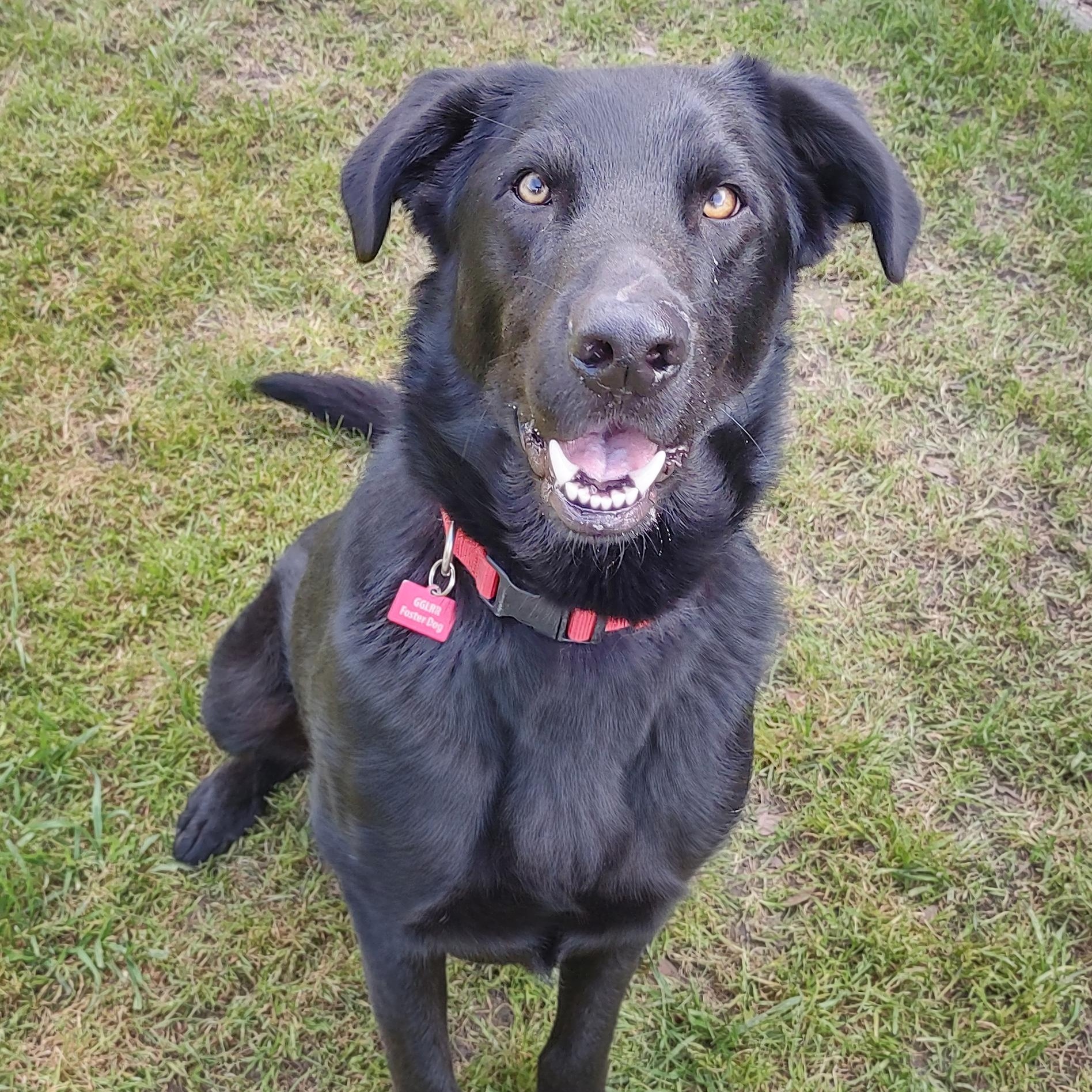 Enlarge Bruce Wayne, a ADOPTABLE mixed breed in San Francisco, CA image 5/5