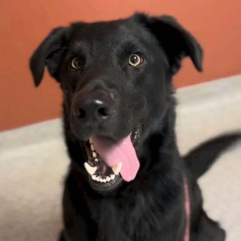 Enlarge Bruce Wayne, a ADOPTABLE mixed breed in San Francisco, CA image 2/5