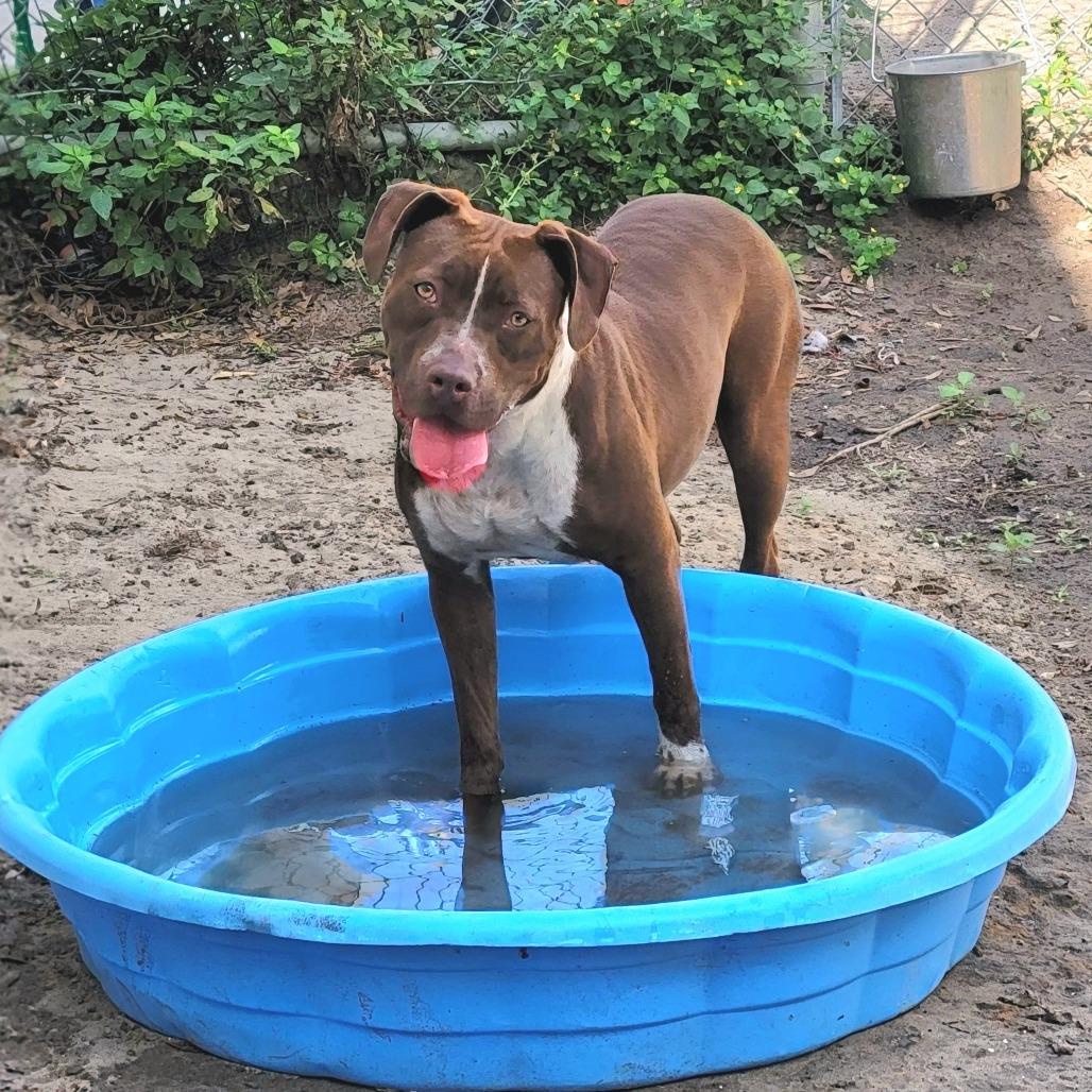 Enlarge Nora, a Adoptable Pit Bull Terrier in Lake Panasoffkee, FL image 1/6