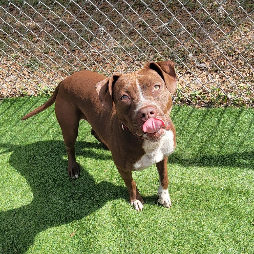 Enlarge Nora, a Adoptable Pit Bull Terrier in Lake Panasoffkee, FL image 2/6