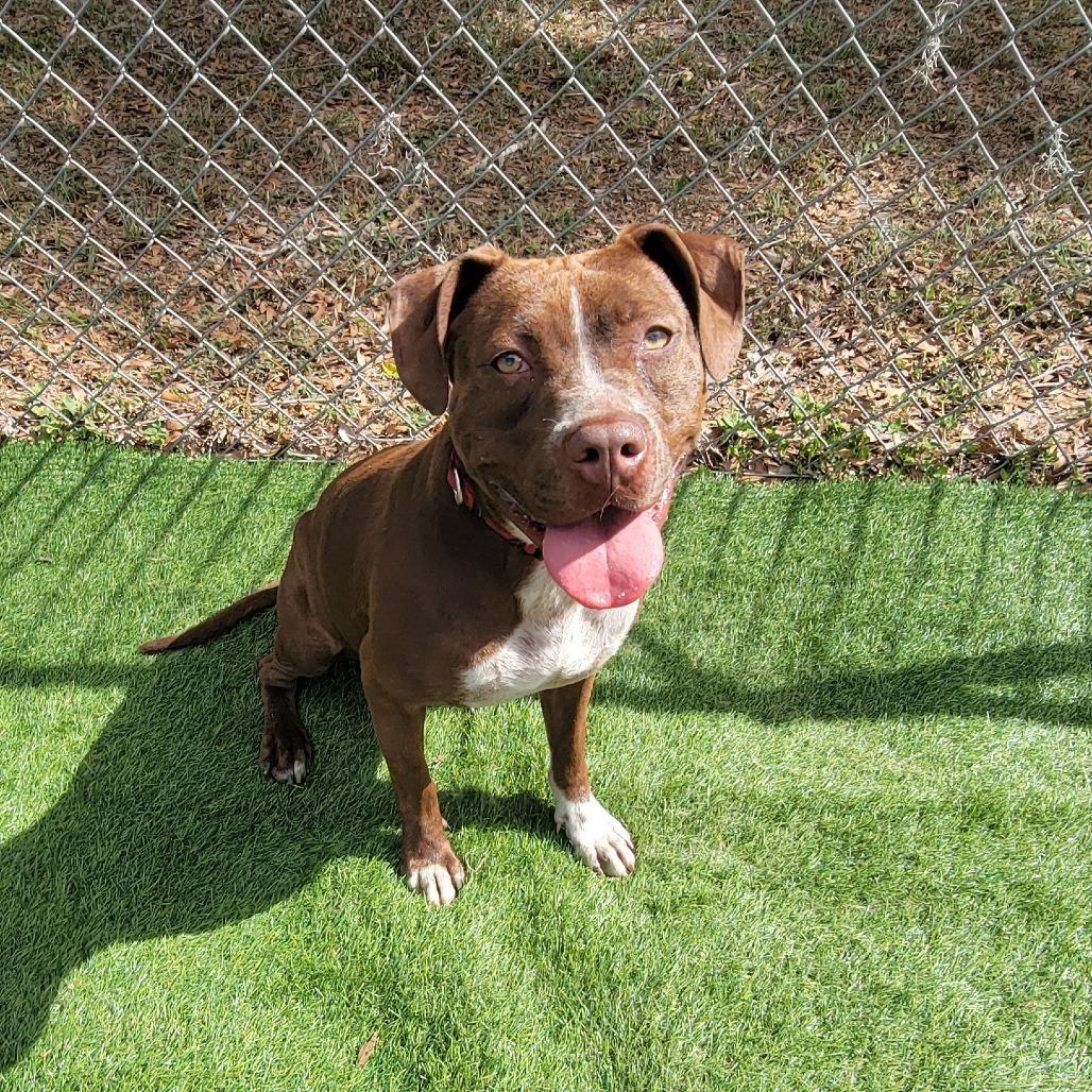 Enlarge Nora, a Adoptable Pit Bull Terrier in Lake Panasoffkee, FL image 3/6