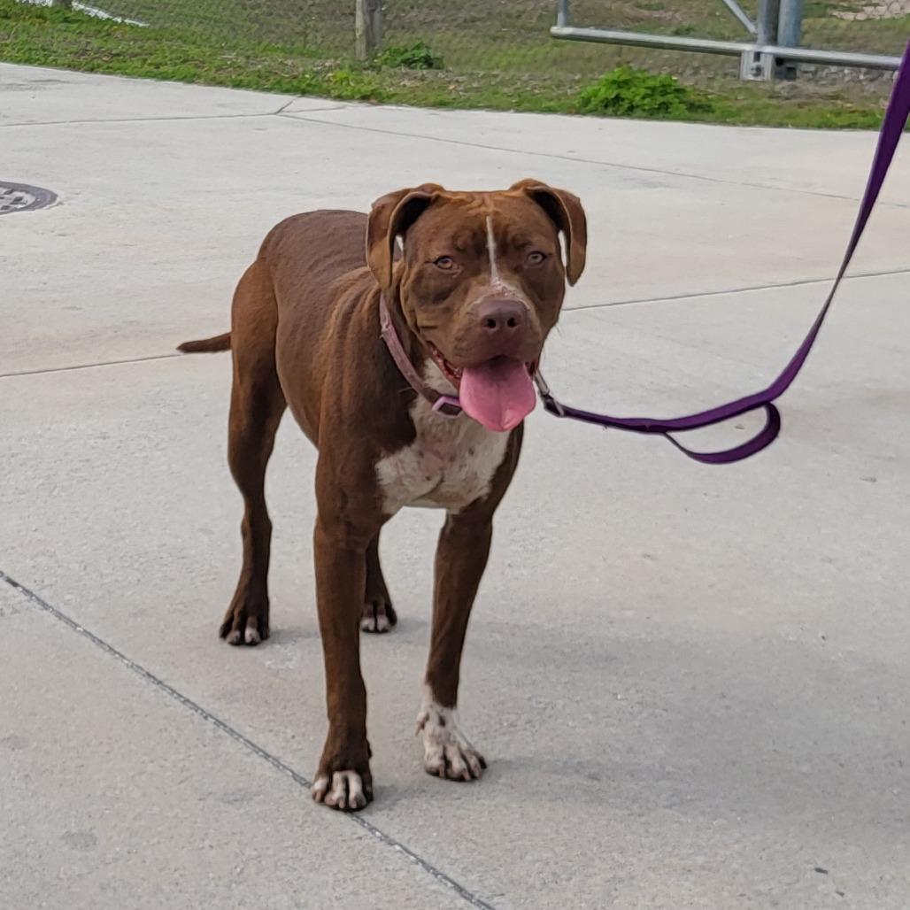 Enlarge Nora, a Adoptable Pit Bull Terrier in Lake Panasoffkee, FL image 4/6