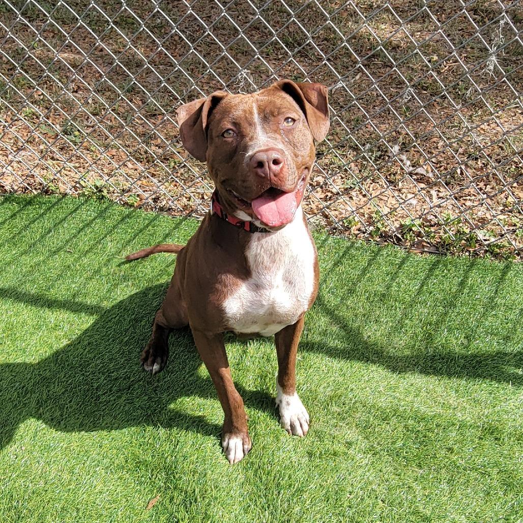 Enlarge Nora, a Adoptable Pit Bull Terrier in Lake Panasoffkee, FL image 5/6