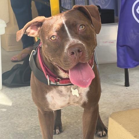 Enlarge Nora, a Adoptable Pit Bull Terrier in Lake Panasoffkee, FL image 5/6